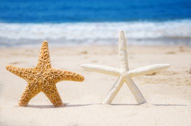 starfishes bir plajda bir kaç