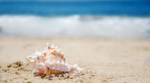 La concha marina en la playa —  Fotos de Stock