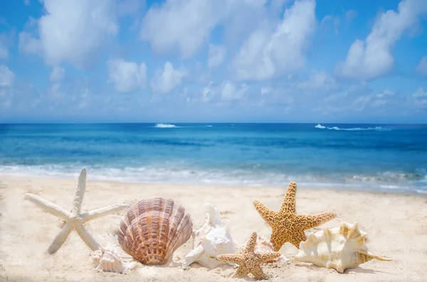 Zeesterren en schelpen op het strand — Stockfoto