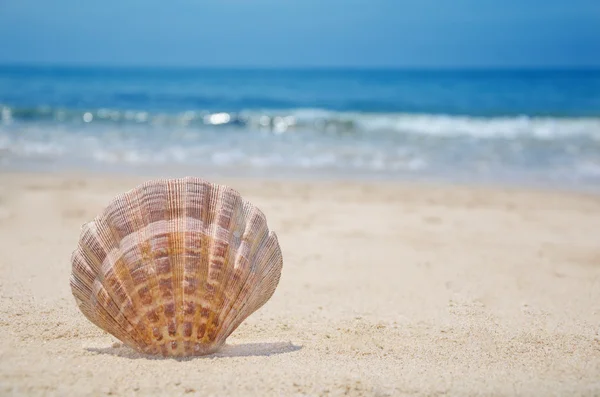 Seashell on a beach Stock Image