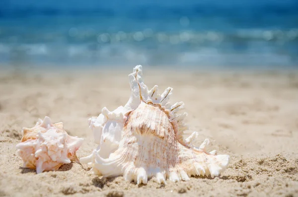 Snäckskal på en strand — Stockfoto