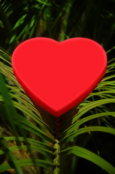 Heart shape on palm leafe — Stock Photo, Image