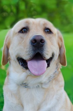 Labrador retriever yakın çekim