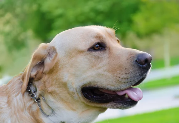 Labrador retriever yakın çekim