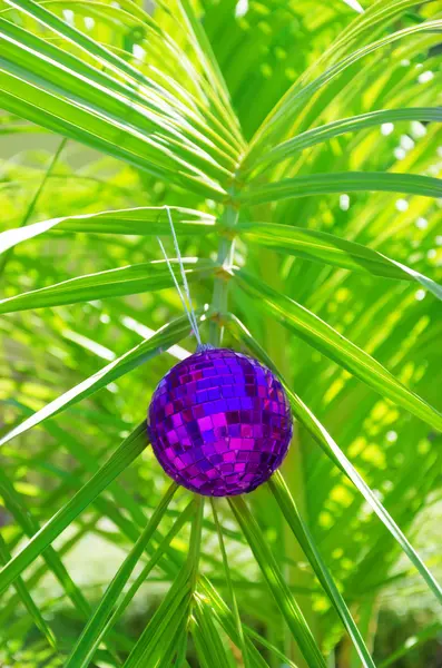 Christmas ball on palm tree — Stock Photo, Image