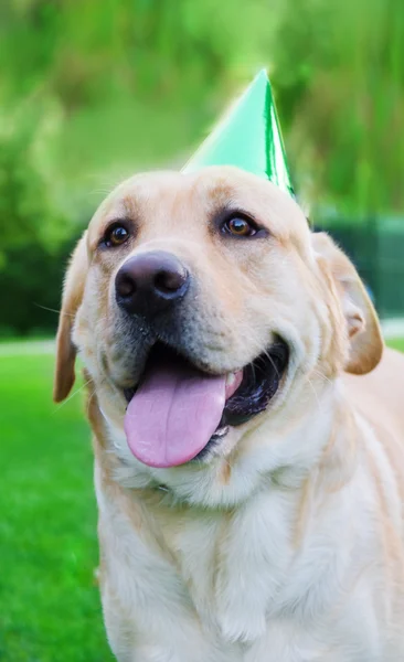 Labrador retriever with birthday hat — Stock Photo, Image