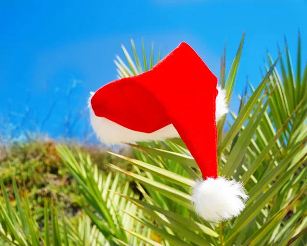 Christmas hat on palm tree — Stock Photo, Image