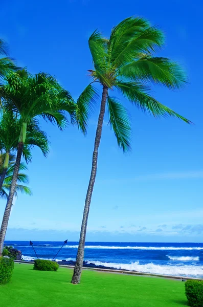 Palma da cocco in riva al mare alle Hawaii, Kauai — Foto Stock