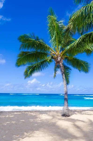 Palmera de coco en la playa de arena en Hawaii, Kauai —  Fotos de Stock