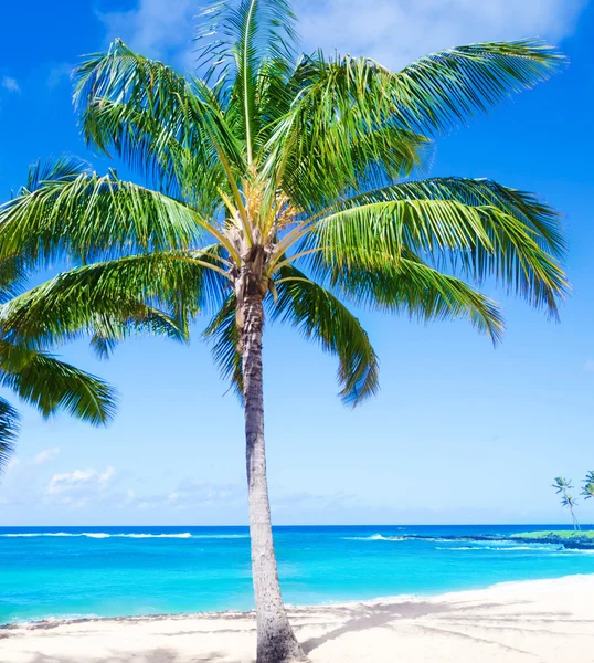 Palmera de coco en la playa de arena en Hawaii, Kauai —  Fotos de Stock