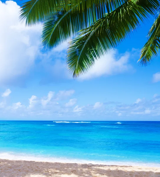 Coqueiro na praia de areia no Havaí, Kauai — Fotografia de Stock