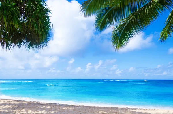 Palmera de coco en la playa de arena en Hawaii, Kauai —  Fotos de Stock