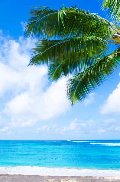 Palma di cocco sulla spiaggia sabbiosa delle Hawaii, Kauai — Foto Stock