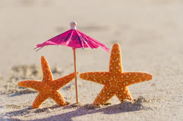 Kumlu sahilde starfishes — Stok fotoğraf