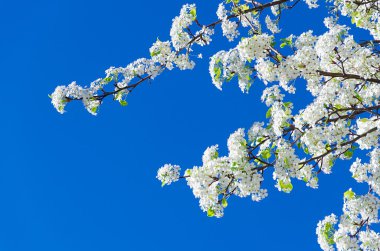 Bahar beyaz kiraz çiçekleri