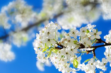 Bahar beyaz kiraz çiçekleri