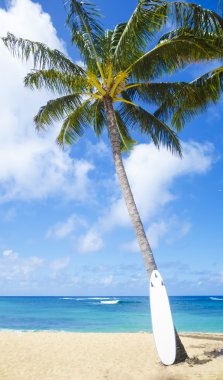 Hawaii curfboard ile Hindistan cevizi hurma ağacı