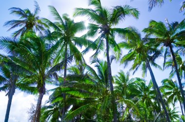 Hindistan cevizi hurma ağaçları Hawaii
