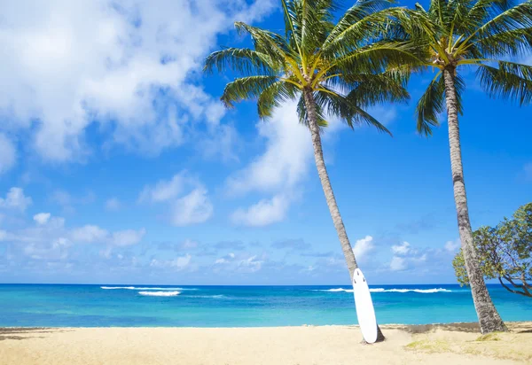 Cocotier avec planche à roulettes à Hawaï — Photo