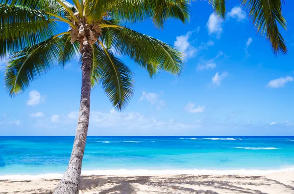 Кокосовая пальма на песчаном пляже на Гавайях — стоковое фото