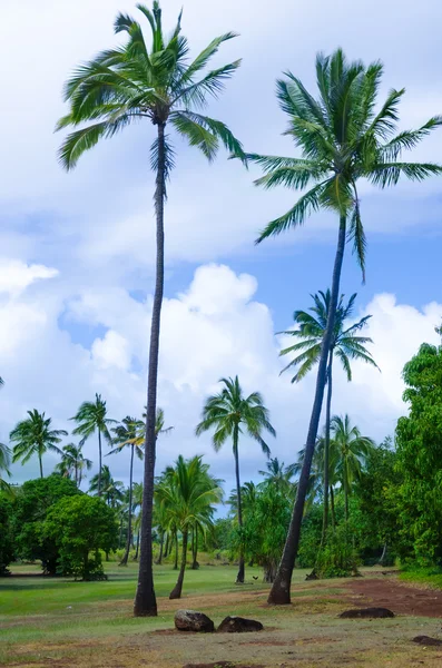 Kokospalmer i hawaii — Stockfoto