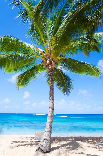 在夏威夷的海滩椅子的椰子棕榈树 — 图库照片