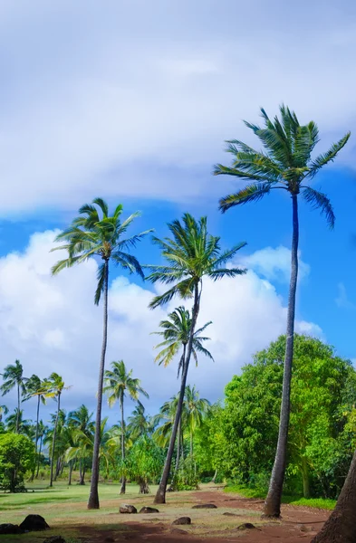 ハワイ椰子の木 — ストック写真