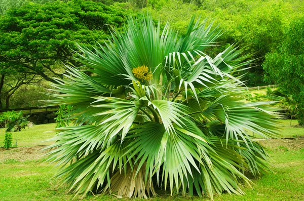 Palmträd i hawaii — Stockfoto