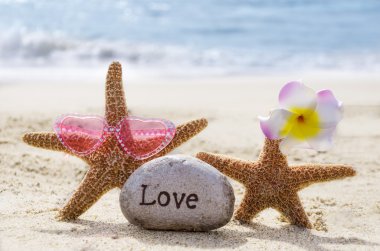 Sahilde rock ile iki starfishes 
