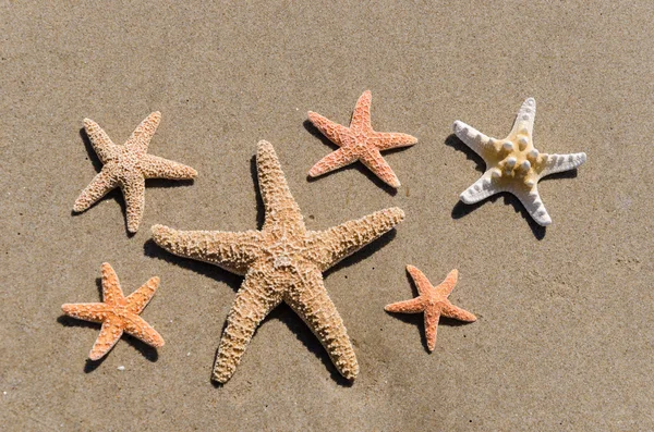 Seesterne im Sand — Stockfoto