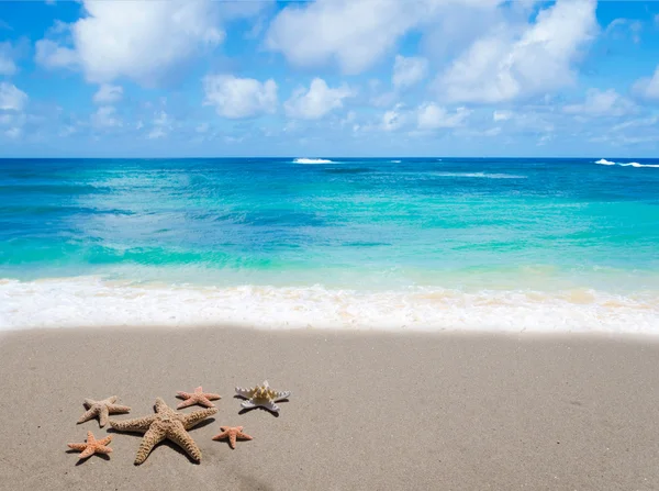 Étoiles de mer sur la plage de sable — Photo