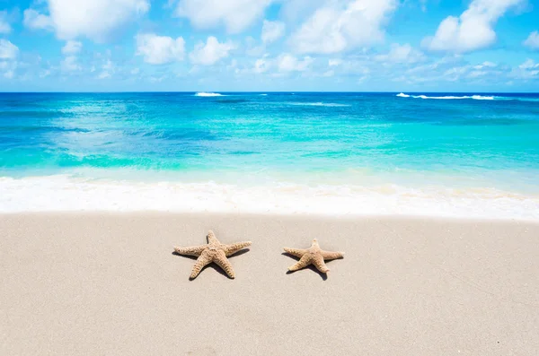 Starfishes na praia de areia — Fotografia de Stock