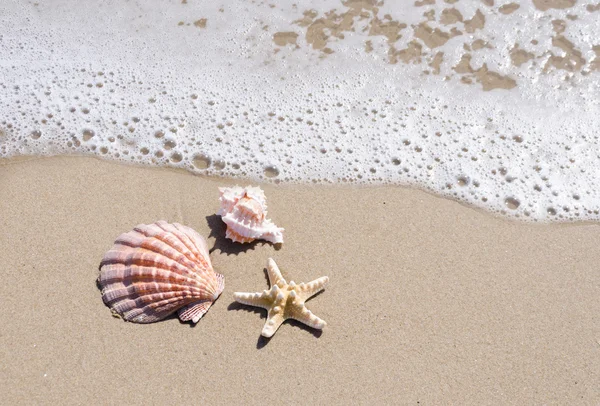 Starfish and seashell on the sandy beach — Stock Photo, Image