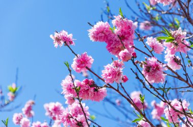 pembe sakura çiçekler bahar