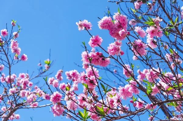 pembe sakura çiçekler bahar