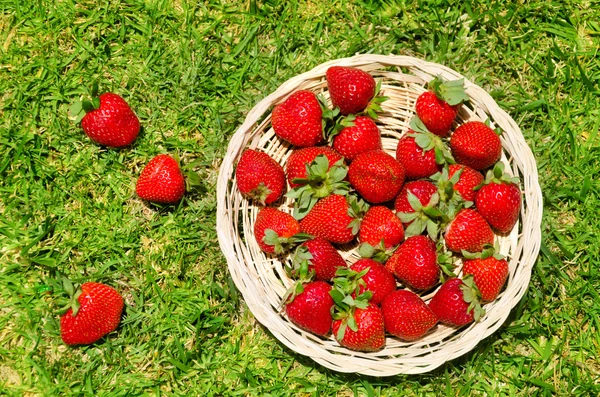 Fraise sur l'herbe — Photo