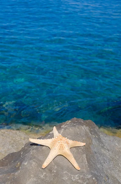 Starfish door de zee — Stockfoto