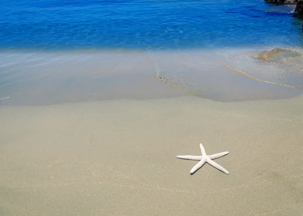 Starfish door de zee — Stockfoto