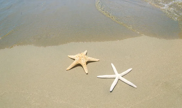 Deniz yanında iki starfishes — Stok fotoğraf