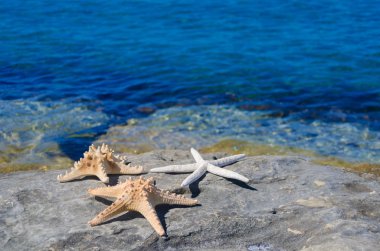 Deniz yanında üç starfishes