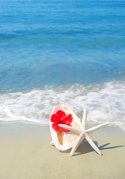 Seashel met hibiscus en starfish — Stockfoto