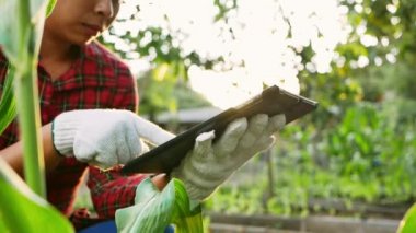 Dijital tabletli dişi çiftçiler mısır koçanı ve yaprakları tarlada mısır ağacı kalitesini kontrol etmek için inceliyor. Tarım sektörü kavramı.