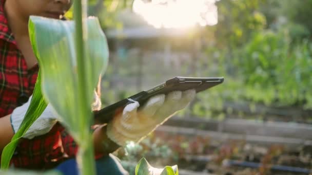 Vrouwelijke Boeren Met Digitale Tablet Inspecteren Een Bloeiende Maïskolf Bladeren — Stockvideo