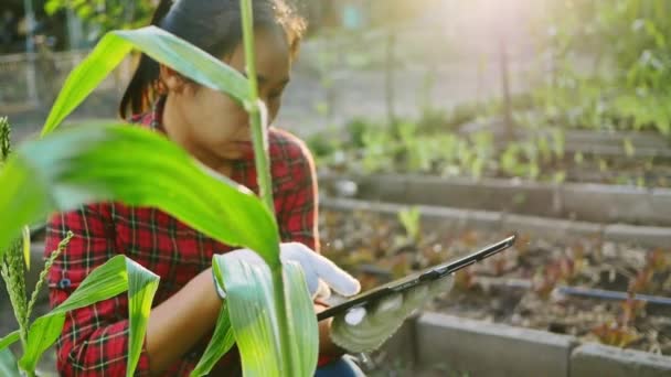 Las Agricultoras Con Tableta Digital Inspeccionan Una Mazorca Maíz Con — Vídeo de stock