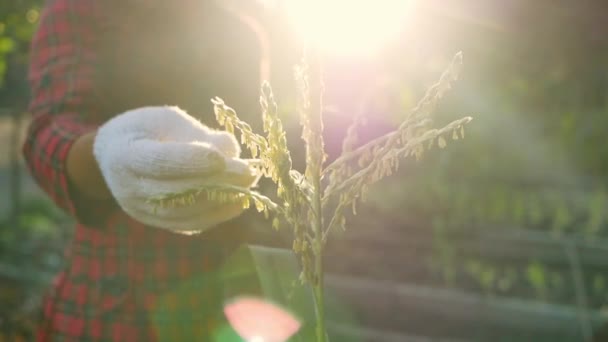 フィールド内のトウモロコシの品質を確認するために開花トウモロコシの穂軸と葉を検査デジタルタブレットを持つ女性農家 農業事業の概念 — ストック動画