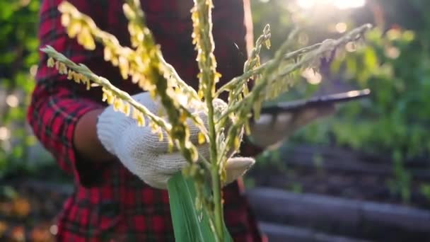 Agricultoras Com Tablet Digital Inspecionando Espigas Milho Floridas Folhas Para — Vídeo de Stock