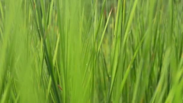 Закрыть Ранним Утром Рисовое Поле Росой Зеленые Рисовые Поля Сельской — стоковое видео