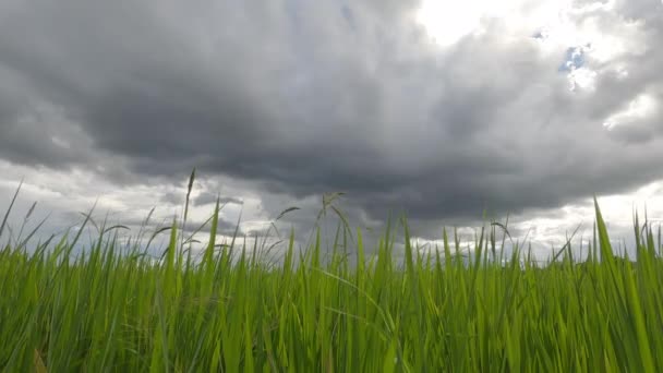 Utsikten Över Mörkgrå Himmel Och Storm Moln Med Fälten Svajande — Stockvideo