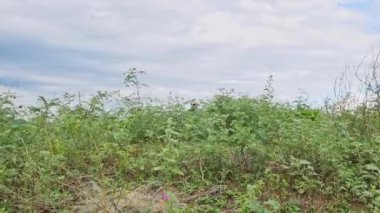 Orman yolunda koşan atletik bir kadın. Sabahları doğada koşan kadın koşucular. Spor Sağlıklı yaşam tarzı konsepti.