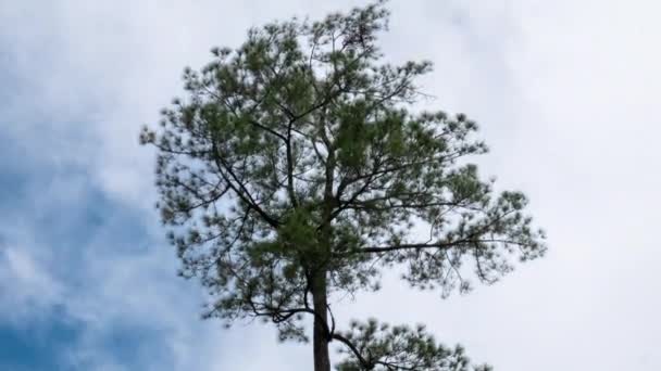 Lazo Tiempo Pino Que Sopla Viento Con Nubes Movimiento Cielo — Vídeos de Stock